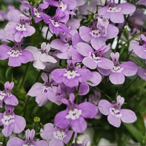 1000001589-scaled-1.jpg Lobelia 'Lilac Palace'