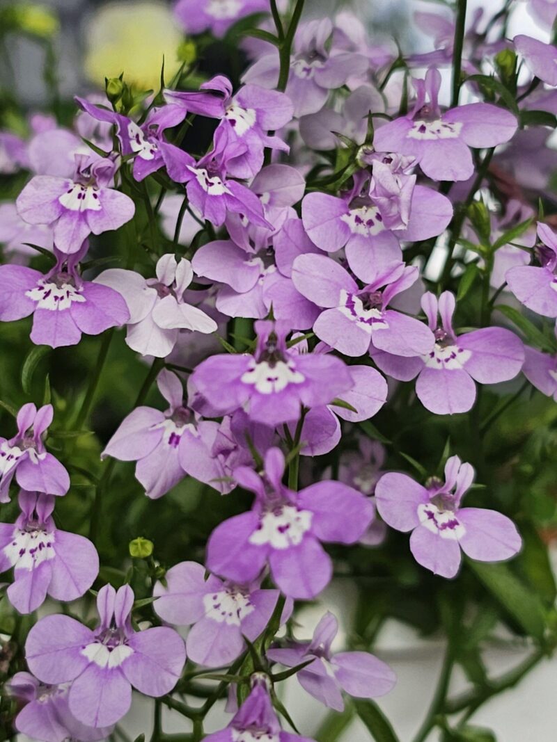 1000001589-scaled-1.jpg Lobelia 'Lilac Palace'