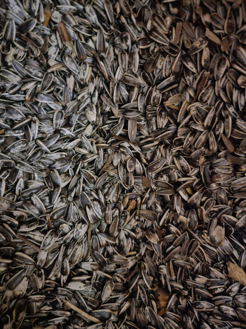 Päevalilleseemned aia- ja metsalindudele triibulised 15kg