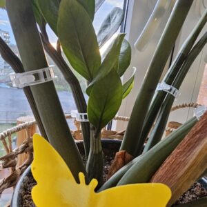 Mounting brackets RING 23mm for plants 20pcs