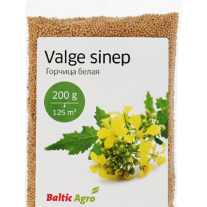 valge sinep white mustard, green manure, sowing cover crops, soil improvement, honey, mustard seeds