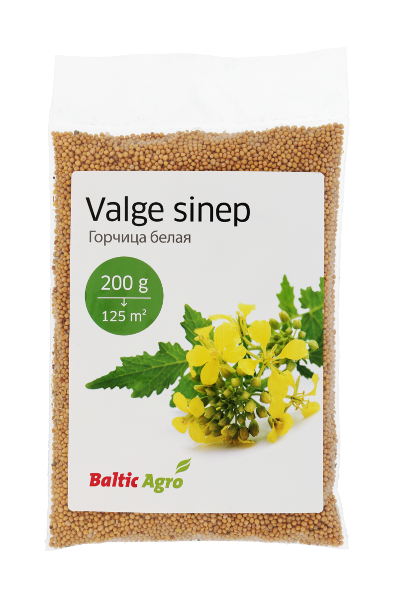 valge sinep white mustard, green manure, sowing cover crops, soil improvement, honey, mustard seeds