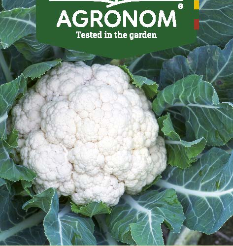 4770168118300.png CAULIFLOWER ERFURT