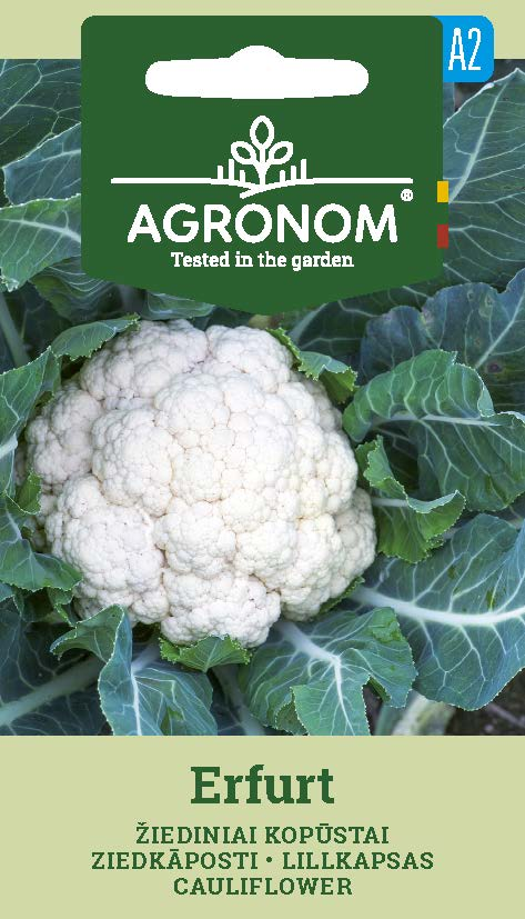 CAULIFLOWER ERFURT