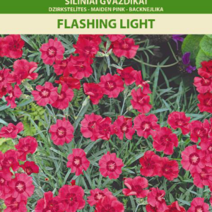 Mycelium pine boletus 10 g