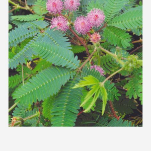 HÄBELIK,МИМОЗА СТЫДЛИВАЯ