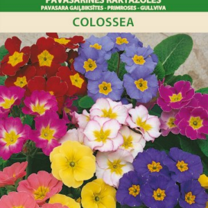 Примула высокая "Colossea"