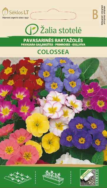 Примула высокая "Colossea"
