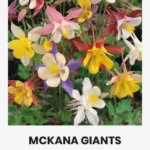 KUREKELL MCKANA GIANTS