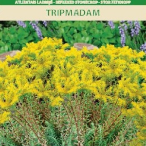 4770168272200.png Эспарцет