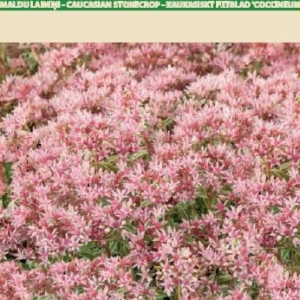 4770168272217.png Kookosest taimetugi 60cm