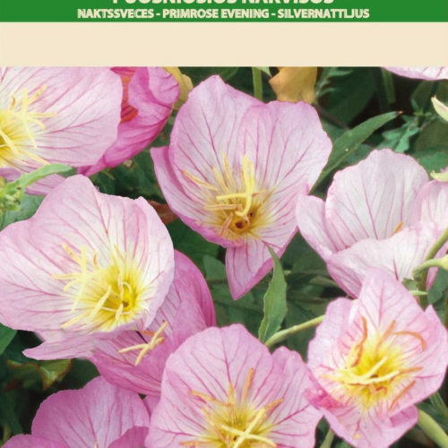 4770168292123.png KING'S STICK