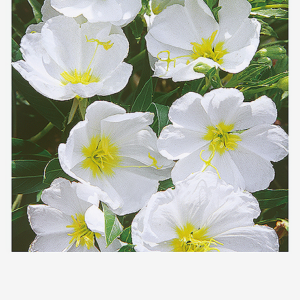 Белый клевер РИВЕНДЕЛ