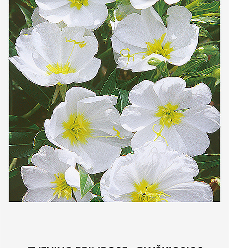 4770168292154.png KING'S STICK