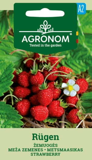 477016832909_1.png Metsmaasikas RUGEN