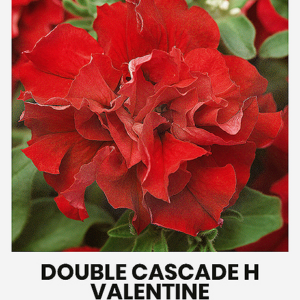 4770168917415.png Aedtill ‘Mammut’