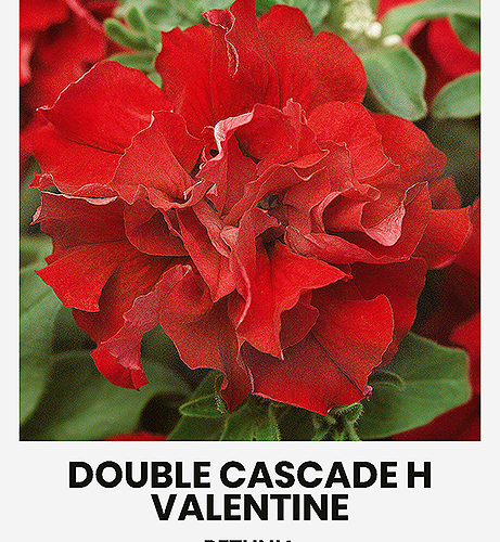 Petunia DOUBLE CASCADE H VALENTINE