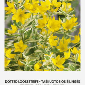 Клевер пунцовый 300 г