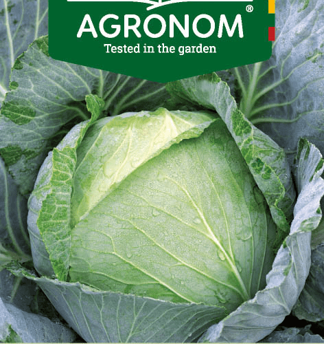 Brunswick valge kapsas Agronom White cabbage BRUNSWICK