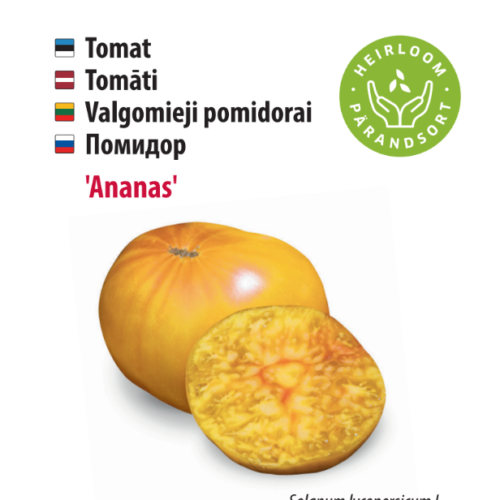 tomat ‘ananas’ Tomato 'Pineapple'