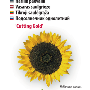 päevalill cutting gold Aedtill ‘Mammut’