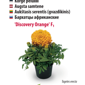 peiulill ‘discovery orange’ Peiulill 'Disco Granada'