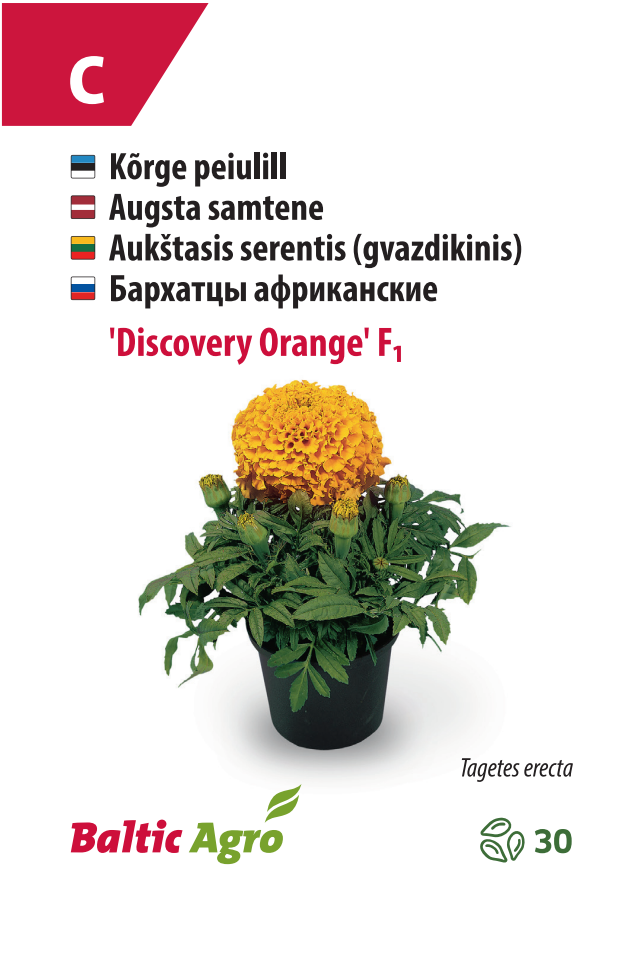 peiulill ‘discovery orange’ Peiulill ‘Discovery Orange’