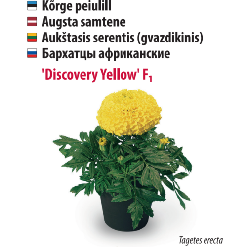 Peiulill 'Discovery Yellow'