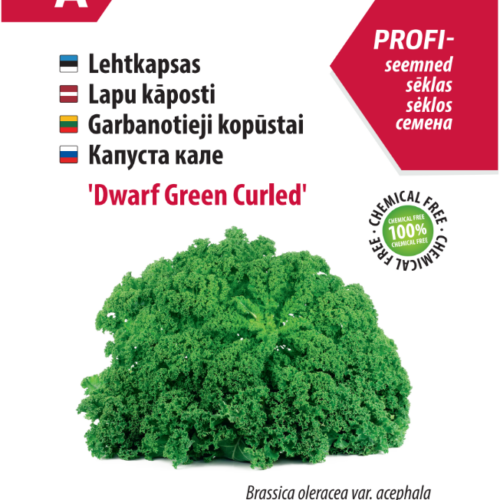 Kale 'Dwarf Green Curled'