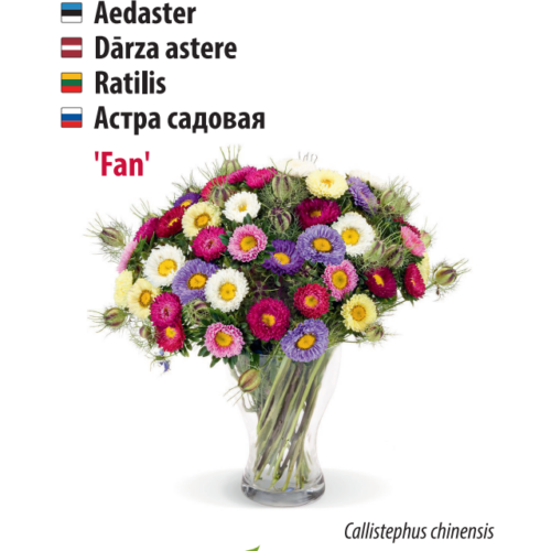 aster ‘fan’ Aster ‘Fan’