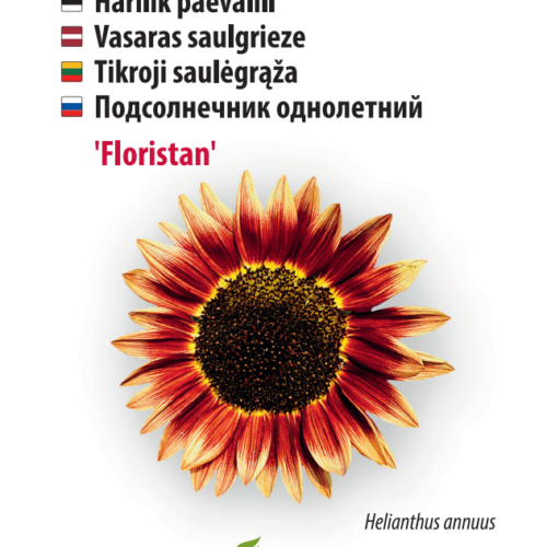 Sunflower 'Floristan'