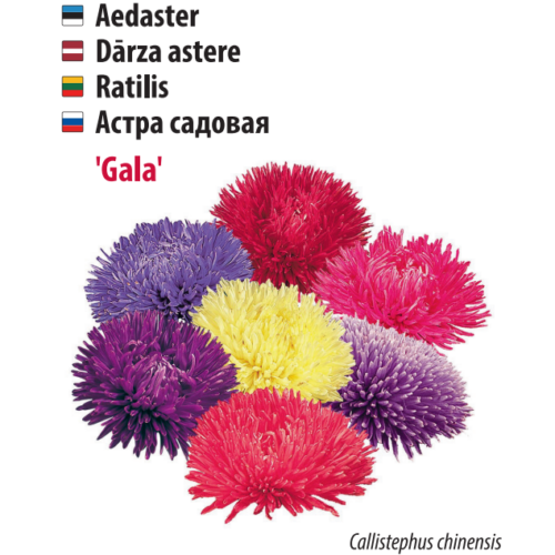 aster ‘gala’ Aster ‘Gala’