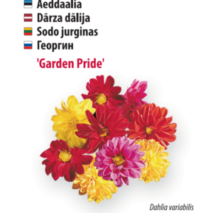 daalia garden pride CUCUMBER WISCONSIN