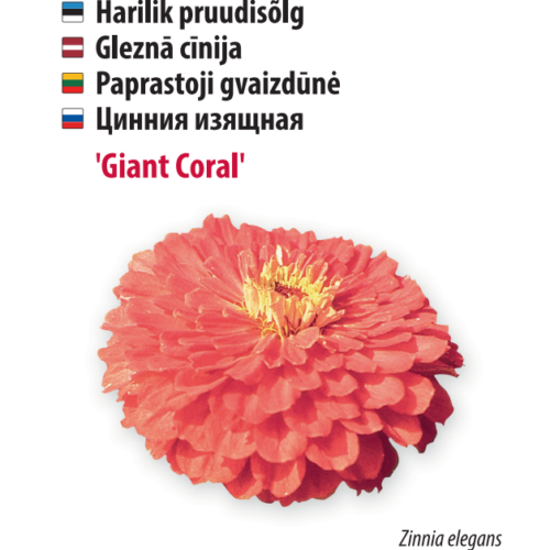 pruudisõlg ‘giant coral’ Pruudisõlg ‘Giant Coral’