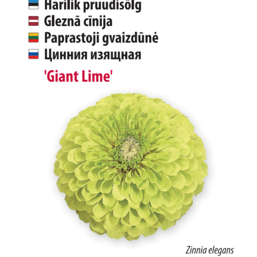 pruudisõlg ‘giant lime’ Pruudisõlg ‘Giant Lime’