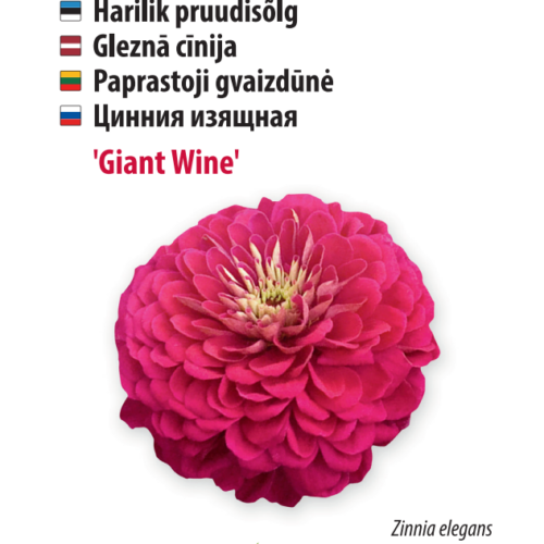 pruudisõlg ‘giant wine’ Pruudisõlg ‘Giant Wine’