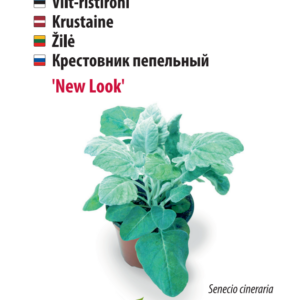 Крестовник "Нью Лук"