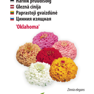 pruudisõlg ‘oklahoma’ Aedtill ‘Mammut’