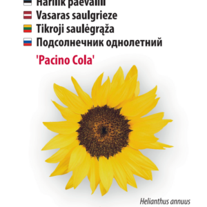Päevalill ‘Pacino Cola’