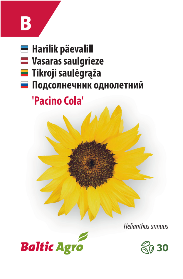 Sunflower 'Pacino Cola'