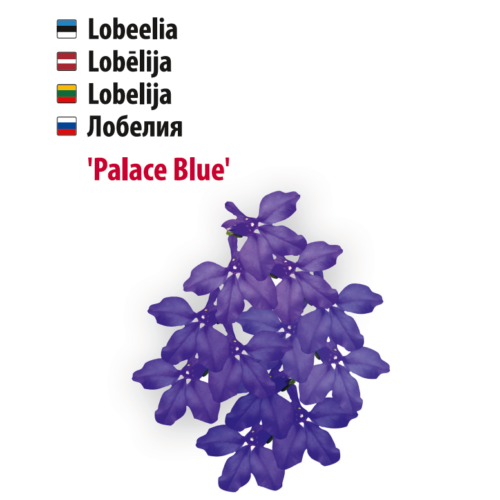 lobeelia ‘blue palace’ Lobeelia ‘Blue Palace’