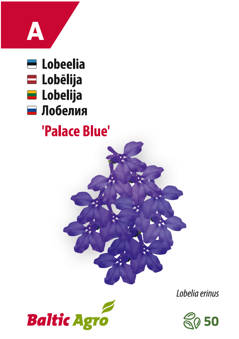 Lobelia 'Blue Palace'