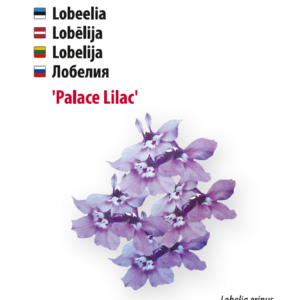 Lobelia 'Blue Palace'