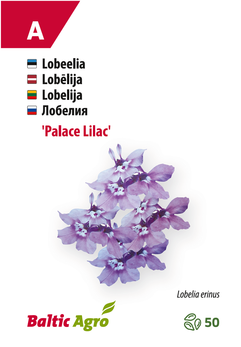 lobeelia ‘lilac palace’ Lobelia 'Lilac Palace'