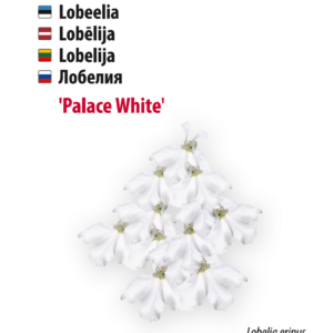 lobeelia ‘white palace’ Aedtill ‘Mammut’