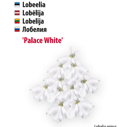 lobeelia ‘white palace’ Lobeelia ‘White Palace’