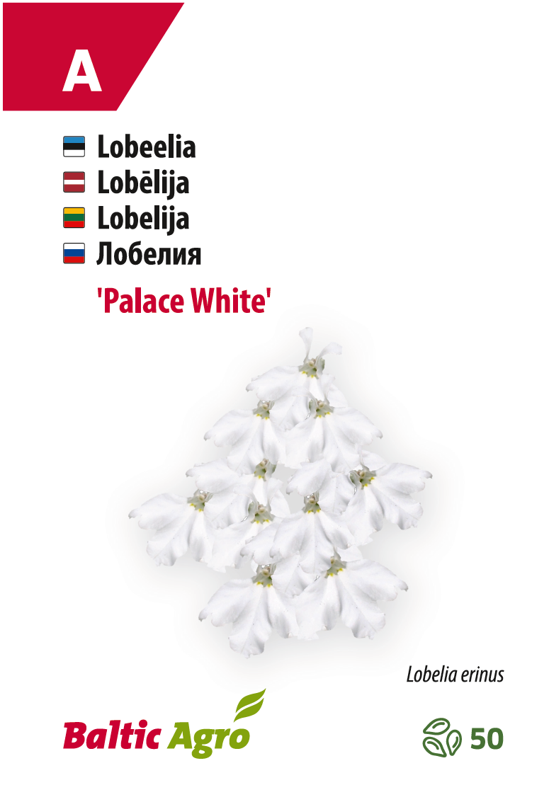 Lobeelia ‘White Palace’