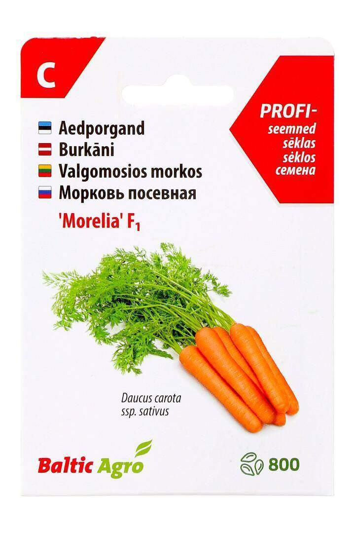 Carrot 'Morelia' F1