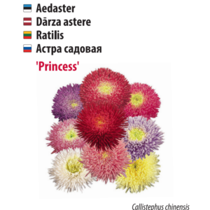 Aster ‘Princess’