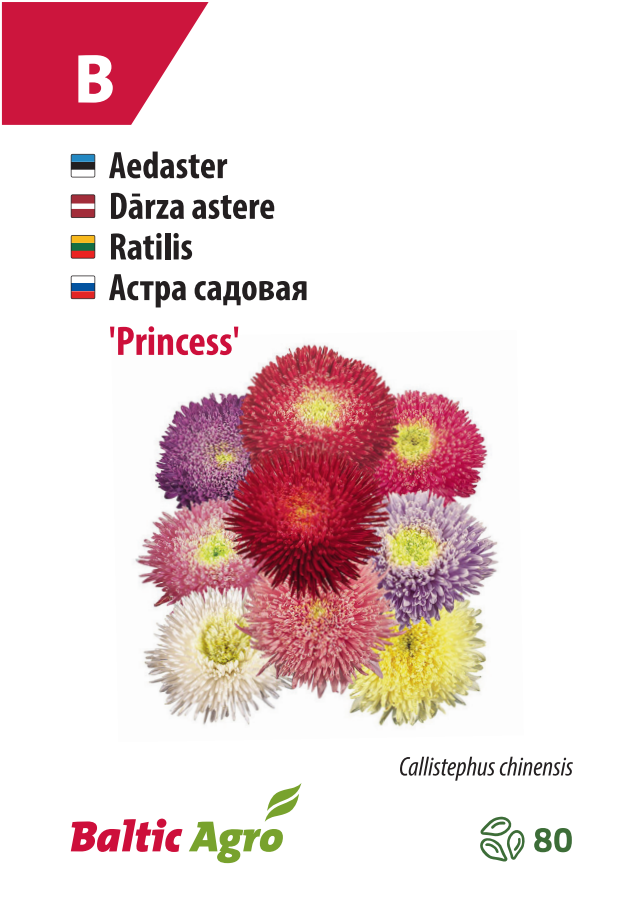 aster ‘princess’ Aster ‘Princess’